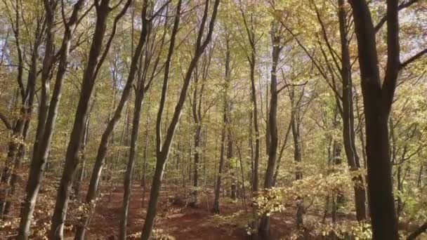 美しい秋の落葉樹林 晴れた日からの葉の落下 自然シーン ドローンを下に傾けるショット 以下のポーランド ポーランド黄金の秋 秋の冠 — ストック動画