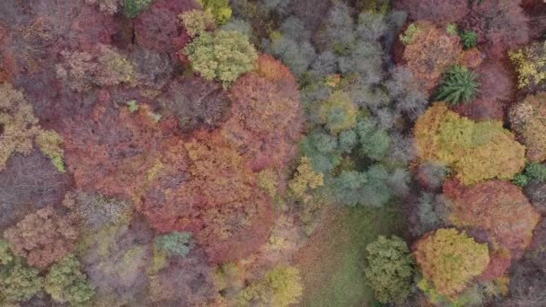 美しいカラフルな秋の混合林 自然シーン 曇りの日 上のドローンのビューを 鳥の目の空撮 ポーランドのクラクフ近郊にあるクルツウォディ渓谷 ポーランド黄金の秋 カラフルな木冠 — ストック動画