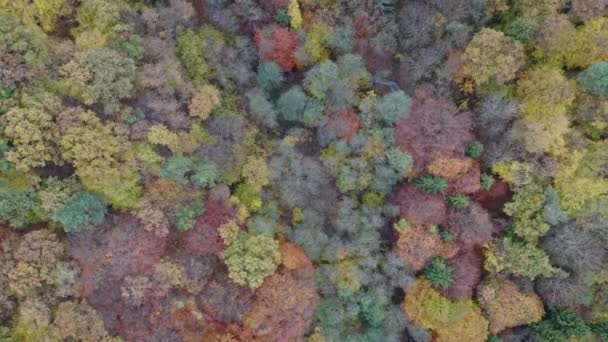 Hermoso Bosque Mixto Otoño Colorido Escena Naturaleza Día Nublado Vista — Vídeo de stock