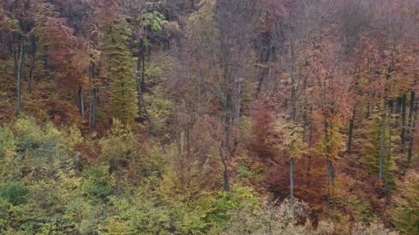Krásný Podzimní Opadavý Les Přírodní Scéna Zataženo Pohled Drony Výstřel — Stock video