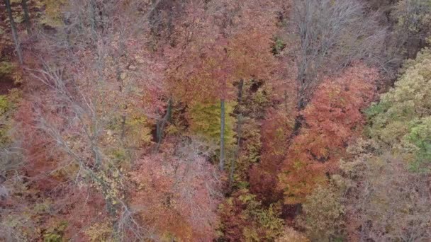Beautiful Autumn Deciduous Forest Nature Scene Overcast Day Point Interest — Stock Video