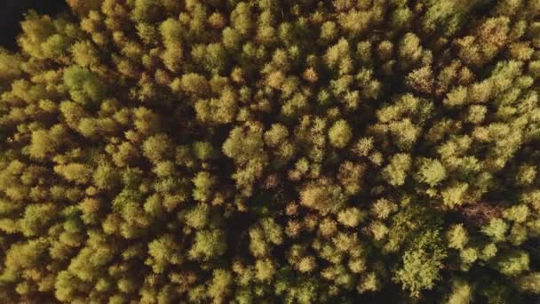 Sonbahar Altın Huş Ağacı Ormanı Yukarıdan Hava Görüntüsü Altın Işık — Stok video