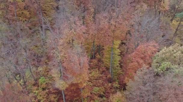 Krásný Podzimní Opadavý Les Přírodní Scéna Zataženo Pohled Zajímavý Dron — Stock video