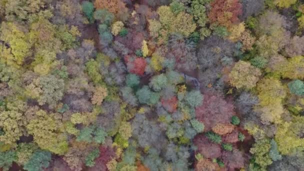 Красивый Красочный Осенний Смешанный Лес Природная Сцена Пасмурный День Вид — стоковое видео