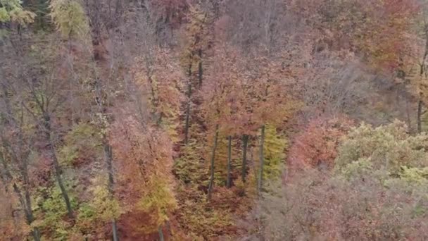 Όμορφο Φθινόπωρο Φυλλοβόλο Δάσος Σκηνή Φύσης Συννεφιασμένη Μέρα Θέα Επανδρωμένου — Αρχείο Βίντεο