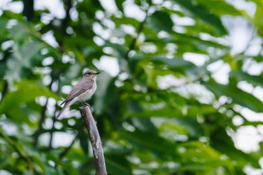 Garden warbler (Sylvia borin) in a blurred nature background. Small wild bird against green leaves and trees, summer garden. Day, Poland, Europe.