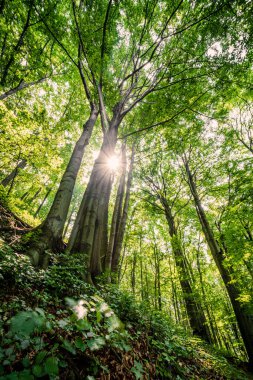 Sunbeams and spring deciduous forest. Sun rays shinng throught green beech trees. Conceptual photo life, energy and nature. Ojcow National Park, Poland, Europe.