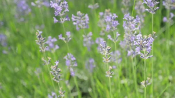 Närbild Vacker Blommande Lavendel Blommor Svajande Vinden Trädgård Honungsbi Jobbar — Stockvideo
