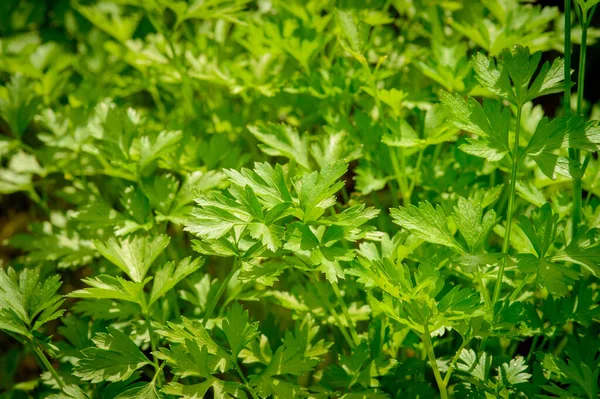 Młoda Zielona Pietruszka Rosnąca Łóżku Farmie Warzywnej Zbliżenie Zielonych Liści — Zdjęcie stockowe
