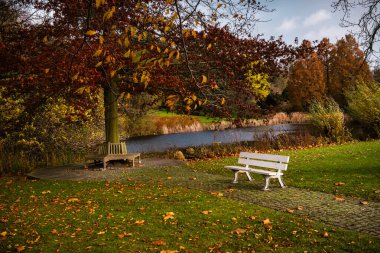 Sonbahar parkında beyaz ahşap bir bank ve güneşli bir günde çimlerin üzerinde renkli yapraklar olan renkli bir sonbahar parkında, bir ağacın altında su kenarında bir bank. Westfalenpark, Dortmund, Almanya.