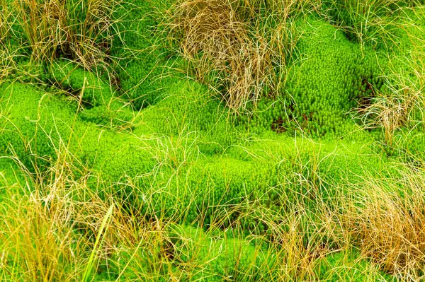 Peat bog plants moss, close up of moor on the Tarnawa peat bog. Peatland bog habitat in mountains, Tarnawa Wyzna, Bieszczady National Park, Outer Eastern Carpathians, Poland, shallow depth of field