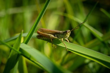 Çekirgeye yaklaş (Çimlerin üzerindeki korthippus. Meadow Fauna, Bieszczady, Polonya.
