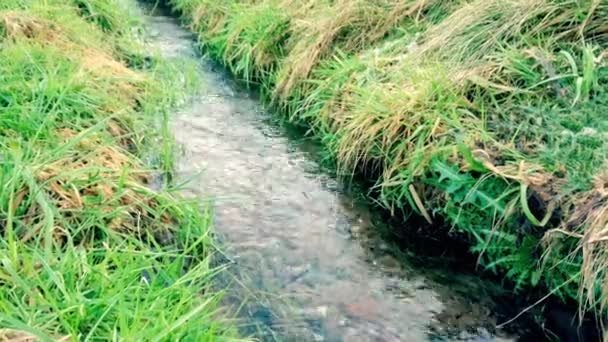 Pequeño Arroyo Agua Selva Negra Febrero 2023 Alemania — Vídeo de stock