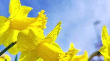 Sarı nergisler baharda dışarıda, 4k bokeh kapatıyorlar.