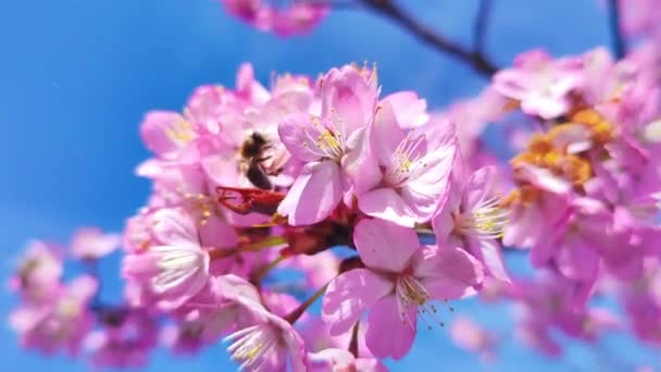 Wiosenny Kwiat Gałąź Pszczoła Wiosnę Zbliżenie Wysokiej Jakości Materiał — Wideo stockowe