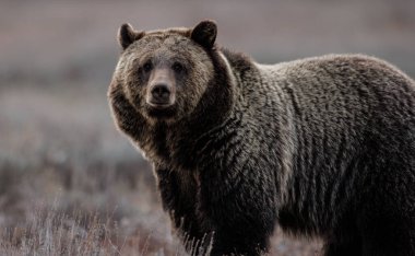 Grand Teton Ulusal Parkı 'nda boz ayı.