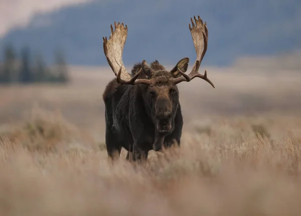 Moose Grand Teton National Park — Stock Photo, Image