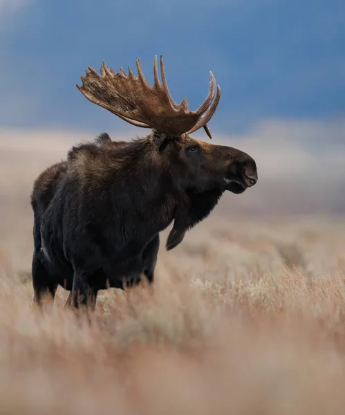 Geyik Grand Teton Milli Parkı Nda — Stok fotoğraf