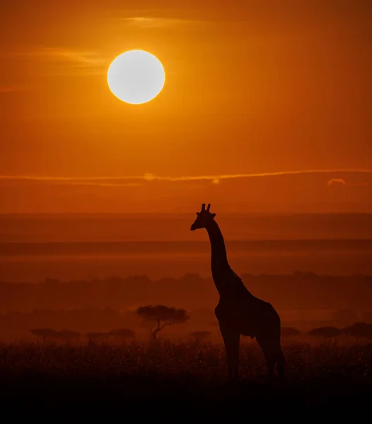 Giraffsilhuett Vid Soluppgången Afrika — Stockfoto