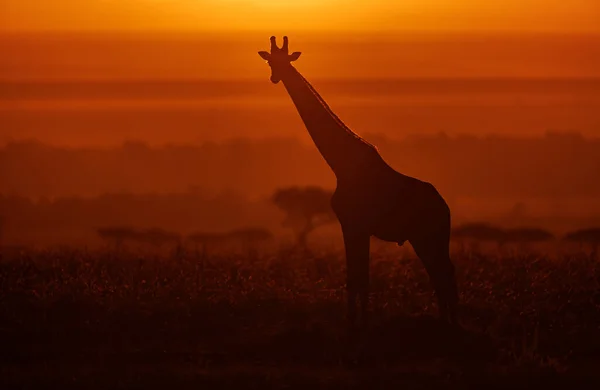 Zsiráf Sziluett Napkeltekor Afrikában — Stock Fotó