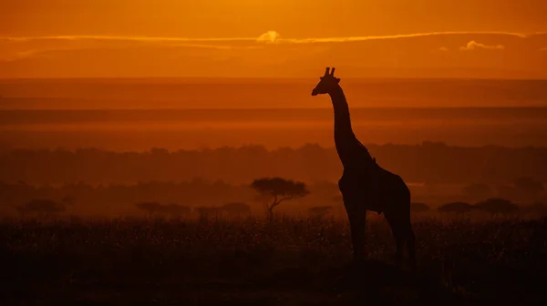 Zsiráf Sziluett Napkeltekor Afrikában — Stock Fotó