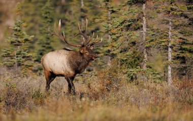 Kanada Kayalıkları 'ndaki tekdüzelik döneminde boğa geyiği.