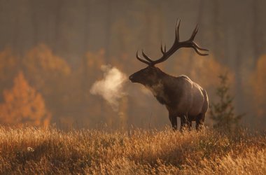 Bull Elk During the Rut in the Canadian Rockies clipart