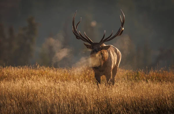 加拿大落基山脉中的野牛麋鹿 — 图库照片