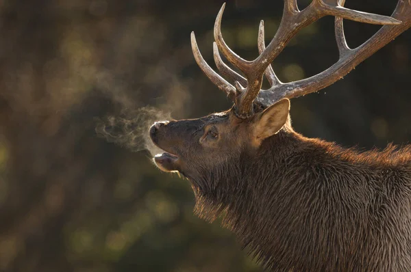 Bull Elk Rut Canadian Rockies — Stock Photo, Image