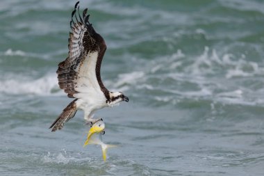 Osprey Florida 'da bir sahilde balık tutuyor. 