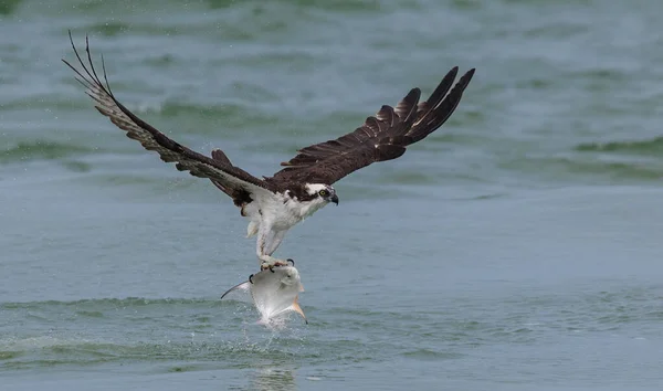 stock image Osprey fishing on a beach in Florida 