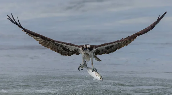 Osprey Kalastus Rannalla Floridassa — kuvapankkivalokuva