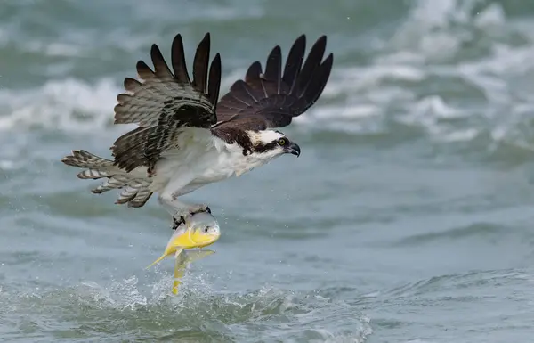 Osprey Florida 'da bir sahilde balık tutuyor. 