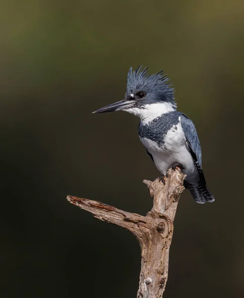 Kemerli balıkçı Florida 'da bir gölde balık tutuyor. 
