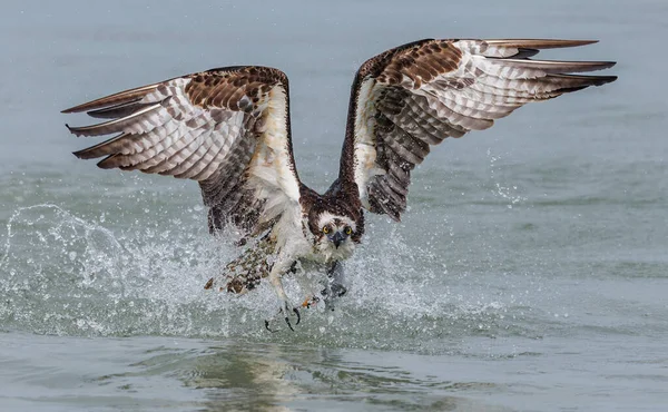 Osprey Florida Bir Sahilde Balık Tutuyor — Stok fotoğraf