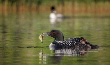 Maine 'de Bir Gölde Sıradan Ahmak 