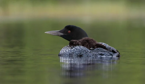 stock image Common loon on a lake in Maine 