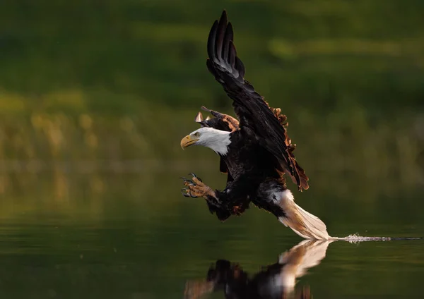 Φαλακρός Αετός Ψαρεύει Ποτάμι Εικόνα Αρχείου