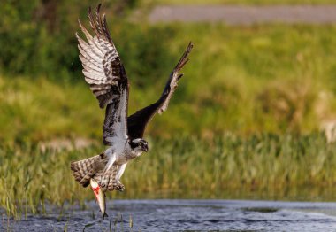 Yavruları için balıklı Osprey