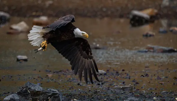 Φαλακρός Αετός Ψαρεύει Ποτάμι Royalty Free Εικόνες Αρχείου