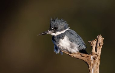 Florida 'da balık tutan kemerli balıkçı 