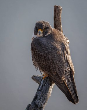 Peregrine Falcon New Jersey