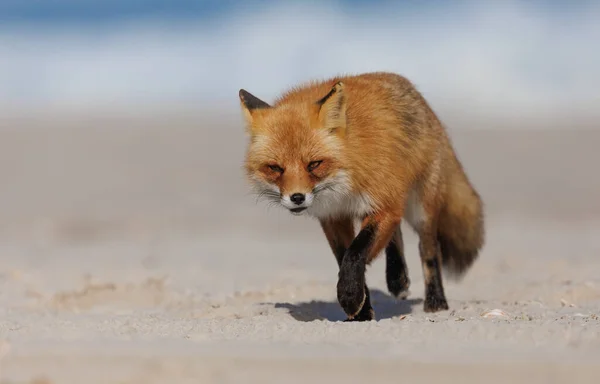 Red Fox Plaży New Jersey — Zdjęcie stockowe