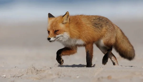 Red Fox Playa Nueva Jersey —  Fotos de Stock