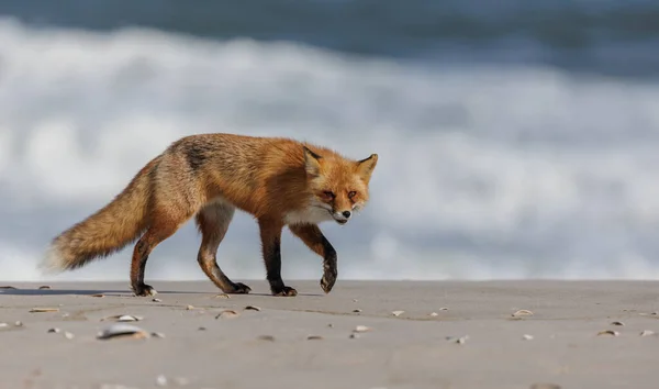 Red Fox Στην Παραλία Του New Jersey — Φωτογραφία Αρχείου