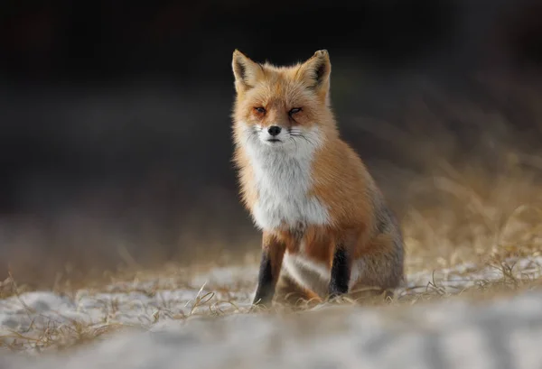 Red Fox Playa Nueva Jersey —  Fotos de Stock