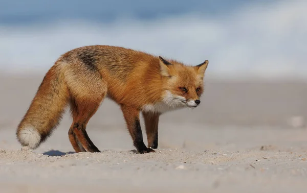 Red Fox Пляже Нью Джерси — стоковое фото