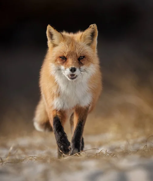 Red Fox Sulla Spiaggia Nel New Jersey — Foto Stock