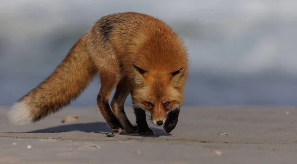Red Fox Pláži New Jersey — Stock fotografie