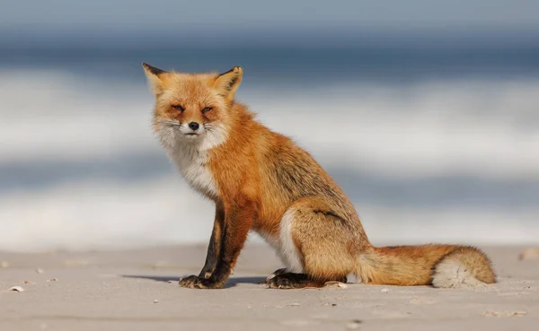 Red Fox Sur Plage Dans New Jersey — Photo